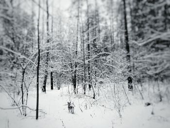 Close-up of snow covered bare trees in forest