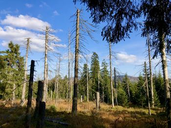 Low angle view of pine trees in forest against sky