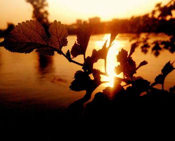 Close-up of silhouette tree against lake during sunset