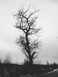 Bare tree on field against clear sky