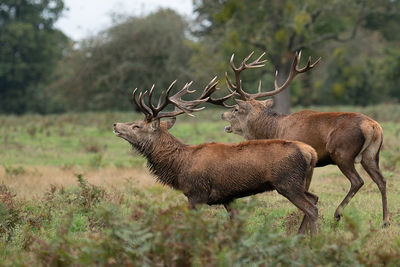 Deer in a field