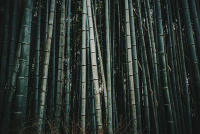 Full frame shot of bamboo trees in forest