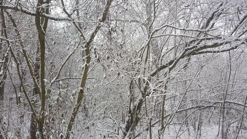 Low angle view of bare trees in forest during winter