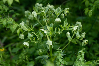 Close-up of white flowering plant