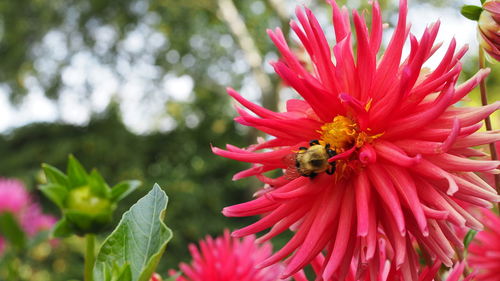 flowering plant