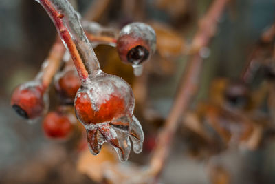 Close-up of berries on tree during winter