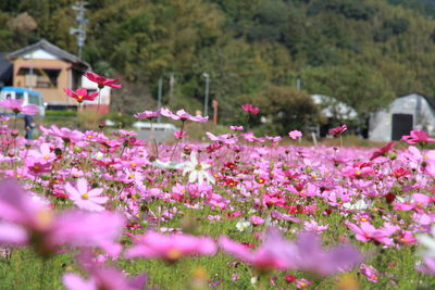 Close-up of pink flowering plants in park