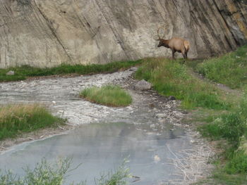Side view of horse in water
