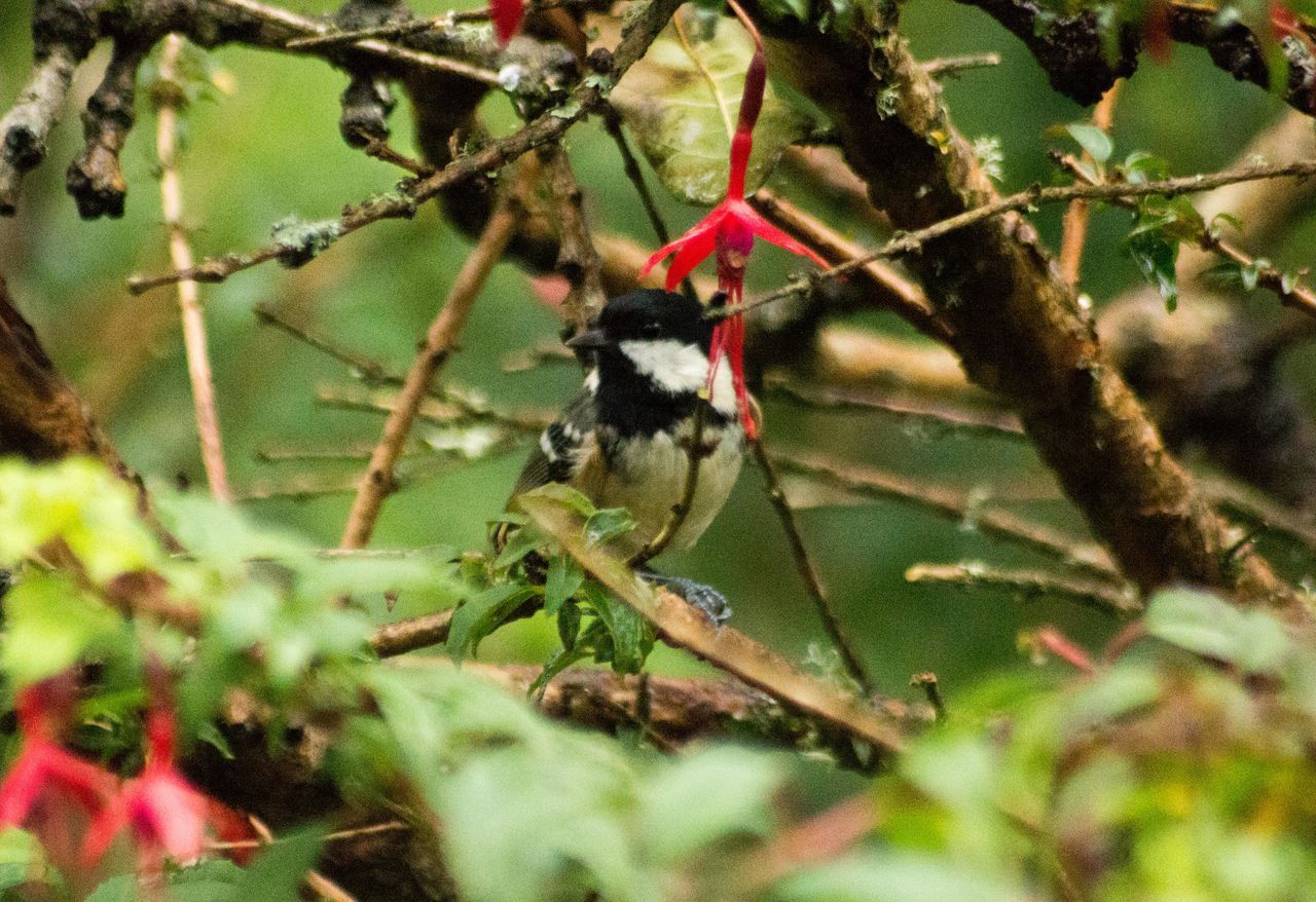 CLOSE-UP OF BIRD PERCHING ON PLANT