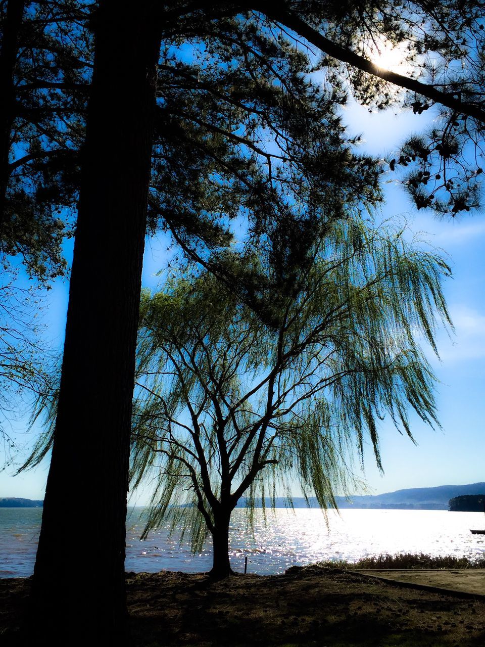 tree, tranquility, tranquil scene, water, scenics, tree trunk, sea, nature, beauty in nature, branch, sky, beach, growth, horizon over water, shore, lake, bare tree, day, idyllic, landscape