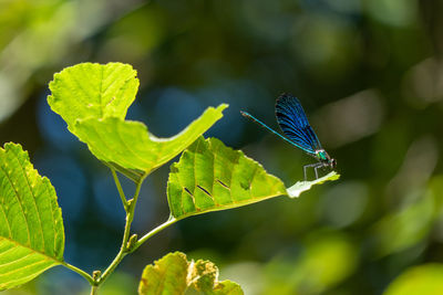 Close-up of butterfly on leaf