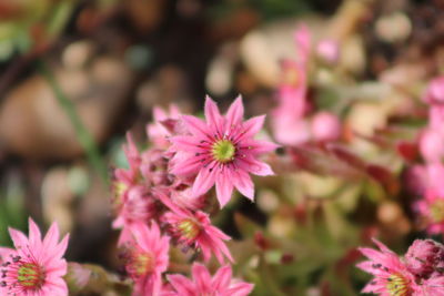 Close-up of pink flowering plant