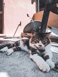 Cat looking away outdoors