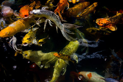 Fish swimming in sea