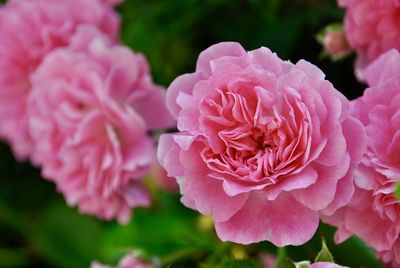 Close-up of pink rose flower