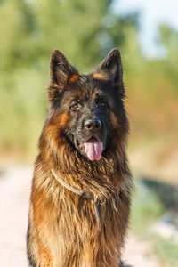 Close-up portrait of dog against trees