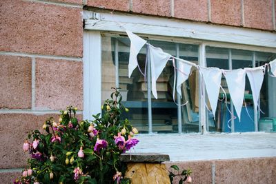 Close-up of flowers hanging on window