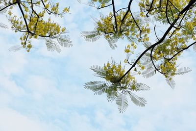 Low angle view of flowering tree against sky