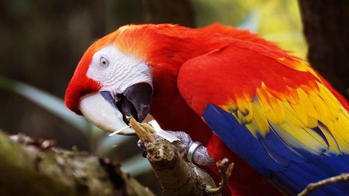 Close-up of parrot perching on branch