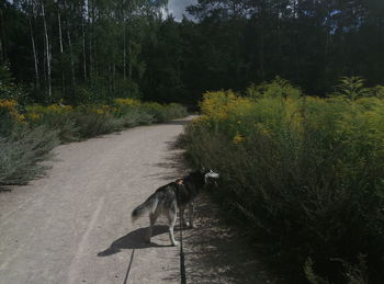 Dog on road amidst trees