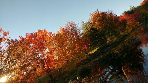 Autumn trees against clear sky