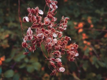 Close-up of red flowering plant