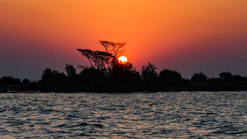 Silhouette trees by sea against orange sky