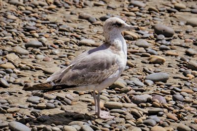 Close-up of seagull perching on rock