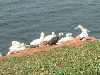 Birds in the lake