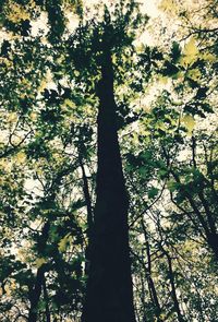 Low angle view of trees