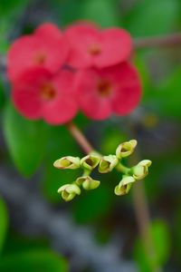 Close-up of pink flowering plant