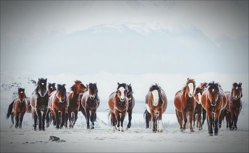 Panoramic view of horses on land during winter