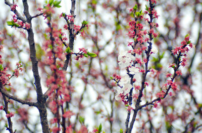 Low angle view of cherry blossom