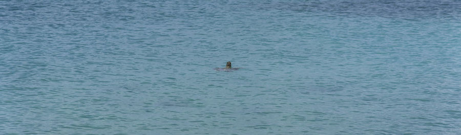 High angle view of person swimming in sea