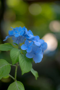 Close-up of blue flowers blooming outdoors