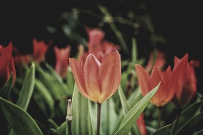 Close-up of red flowers blooming outdoors