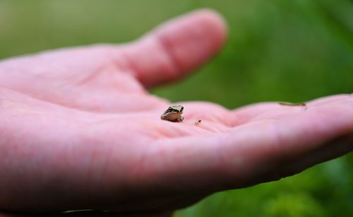 Close-up of tiny frog on hand