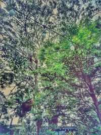 Low angle view of tree against sky