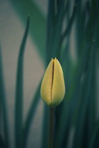 Close-up of flower bud growing outdoors