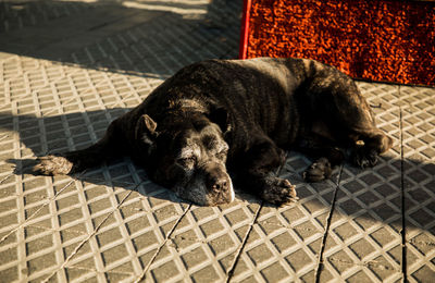 Black dog sleeping on tiled floor
