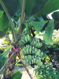 View of banana tree