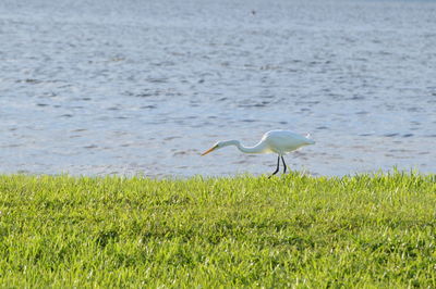 Crane at lakeshore