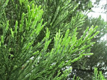 Close-up of pine tree