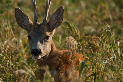 Close-up of deer on field