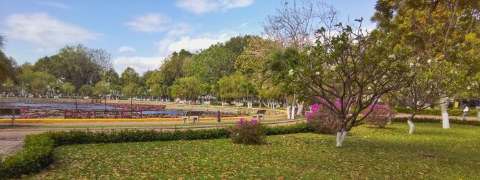 Trees in park against sky