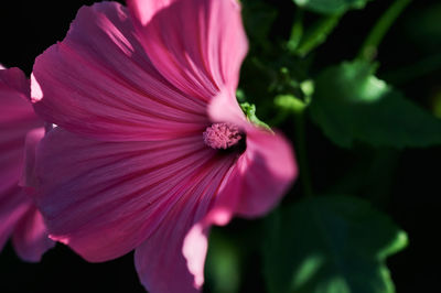 Close-up of pink hibiscus flower