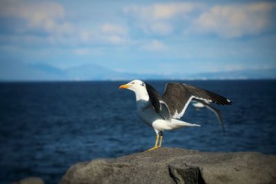 Seagull on rock by sea against sky