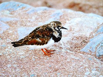 Close-up of bird during winter