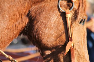 Close-up of a horse