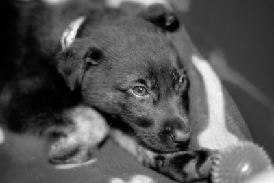 High angle view of dog lying down